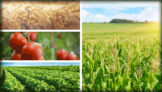 Green Markets Research - Agronomy