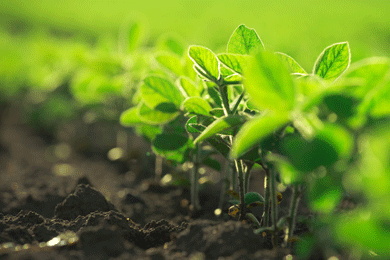 Fertilizer & Ag Outlook: Spring 2017