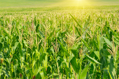 The North American Fertilizer Market 2019