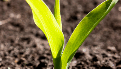 Ammonium Polyphosphates North America